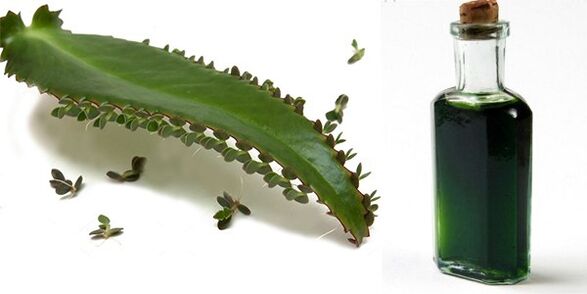 Εκχύλισμα Kalanchoe – σύνθεση Exodermin