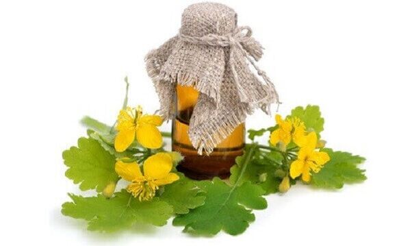 Έλαιο Celandine για μύκητες νυχιών